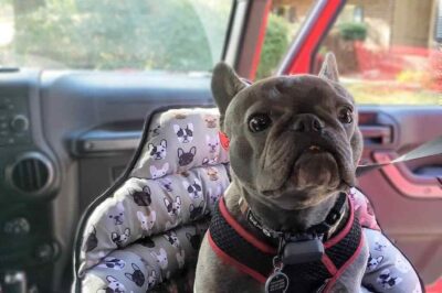 French Bulldog Car Transport Guide: Safe Travel Without a Crate