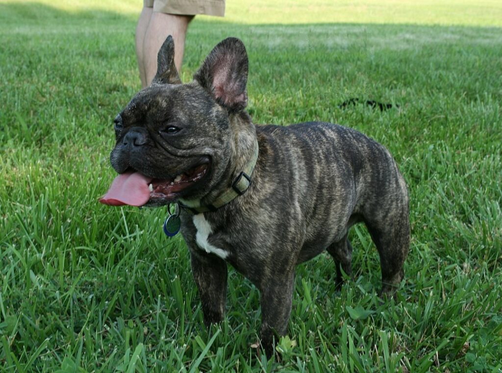 potty-training-french-bulldog