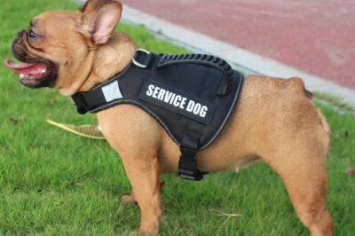 French Bulldog Leash Training: Train Your Dog As Service Dog