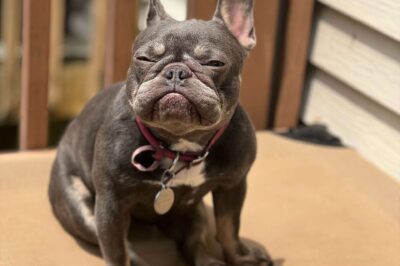 French Bulldog: Pet Insurance That Covers BOAS Surgery