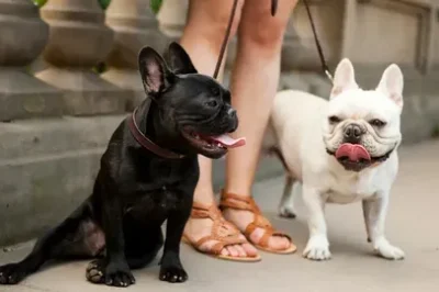 French Bulldog Care Guide & Home Training Tips