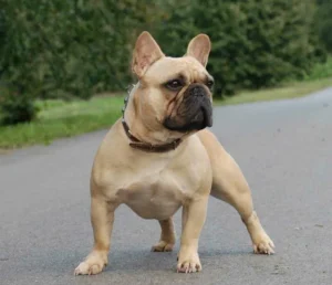 fech-bulldog-handsome