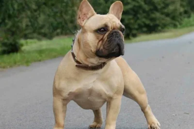 Understanding Your French Bulldog: A Comprehensive Guide