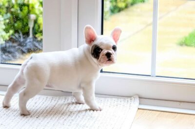 Potty Training Your French Bulldog Puppy: Tips and Tricks