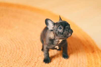 First-Year Foundations: Setting Up French Bulldog Puppies for Obedience Success