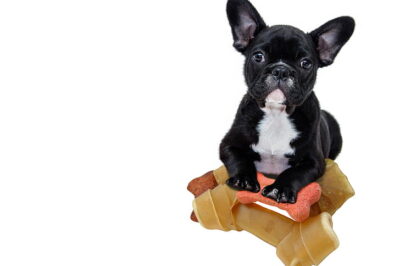 Essential Health and Nutrition Tips for Your French Bulldog