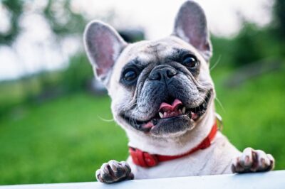 Adopting vs Buying a French Bulldog: Pros and Cons