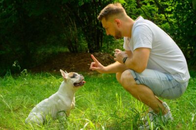 French Bulldog Stop Barking Training: Train Your Dog As Service Dog