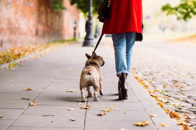 Gentle Leader Harness: A Step-by-Step Guide to Leash Training Your French Bulldog