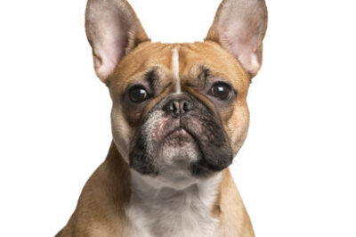 French Bulldog Must Haves: Essential Accessories & Grooming Products