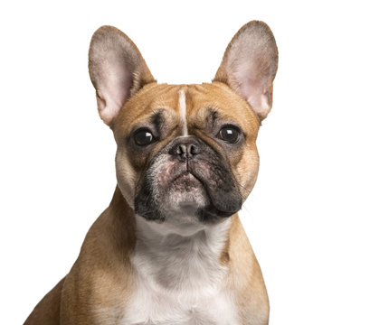 french-bulldog-face