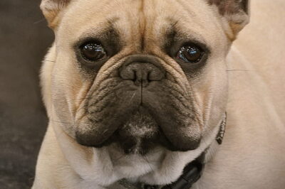 Identifying and Treating French Bulldog Ear Infections