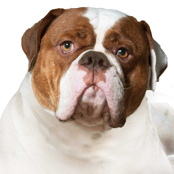 american-bulldog-face