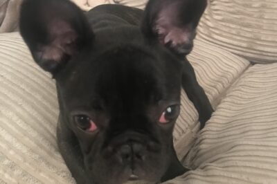 French Bulldog Cherry Eye: Cause and Treatment Without Surgery