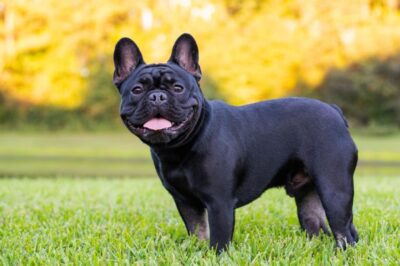 French Bulldog Ear Care and Cleaning