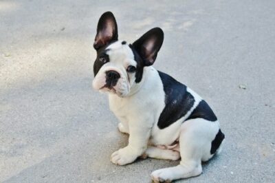 Ultimate French Bulldog Training Guide: Puppy, Potty, Obedience & Behavior Tips