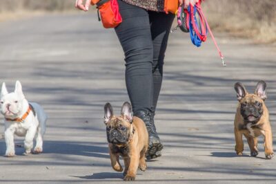 How To Teach A French Bulldog To Heel: Command and Positive Reinforcement