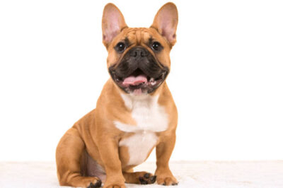 Best Dental Care For French Bulldogs At Home: Teeth Diagram and Pictures
