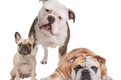 English Bulldog vs French Bulldog vs American Bulldog: Differences and Breed Comparison