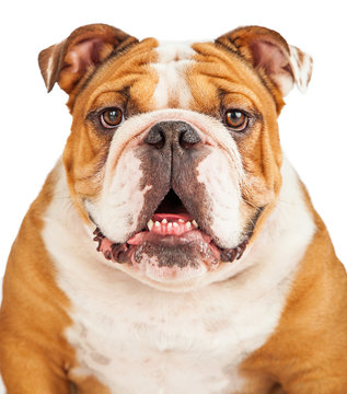 english-bulldog-face