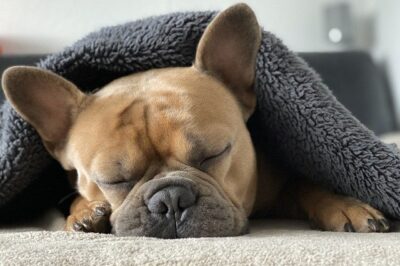 French Bulldog CPR & First Aid Guide: Emergency Care Tips