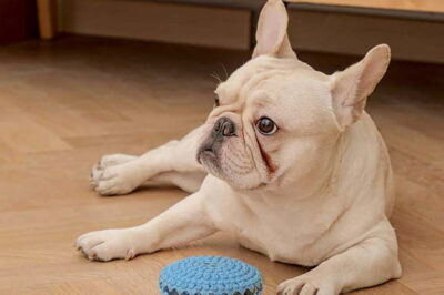 Best Interactive Toys For French Bulldogs Puppies