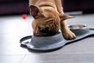 What French Bulldogs Puppies Can and Can’t Eat: A Complete Feeding Guide