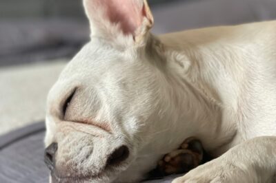 Preventing and Managing French Bulldog Ear Mites